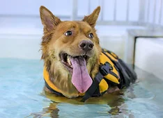 Dog-friendly dog runs in the East: a dog enjoying Singapore city life