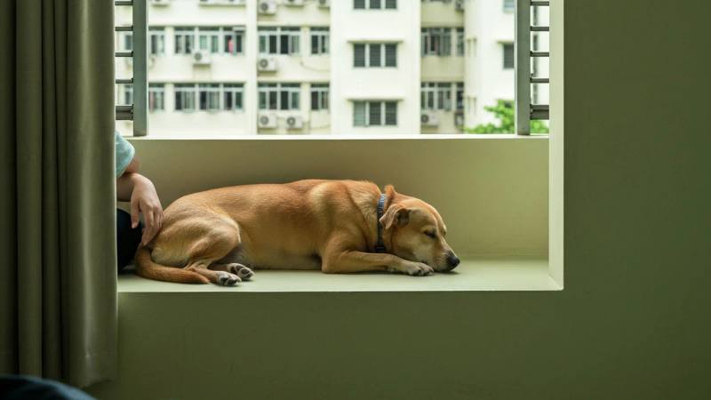 Realistic Dog Training Timeline for Singapore Owners