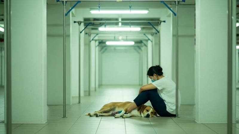 Epilepsy and Seizures in Dogs: A Singapore Owner's Guide
