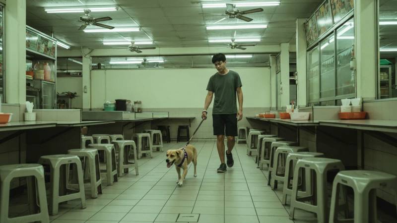 How to Choose the Right Dog Trainer in Singapore