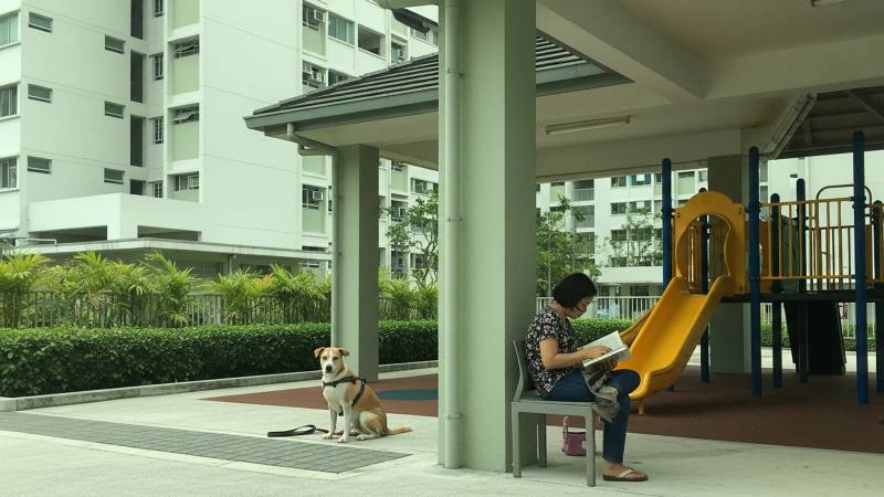 Patellar luxation in small dogs: a Singapore owner's guide