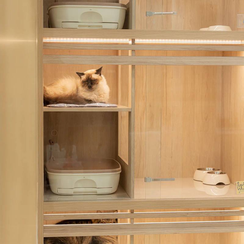 A cat resting inside a boarding cabin, from Nekoya’s Jalan Kayu gallery