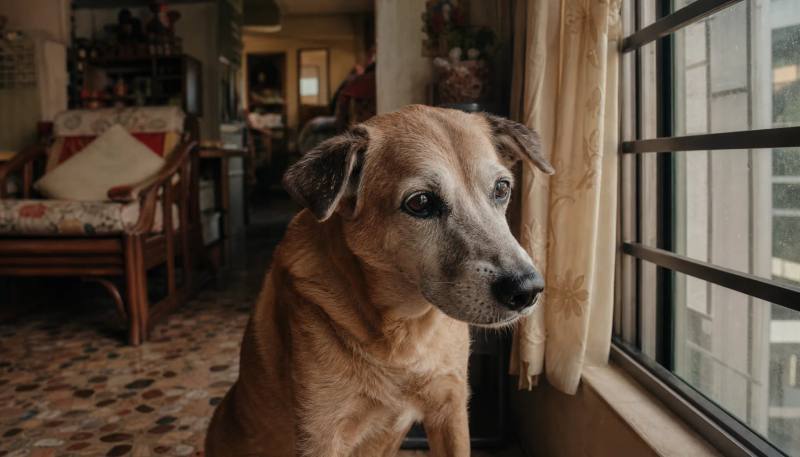 Signs of Canine Cognitive Dysfunction: Doggy Dementia Explained