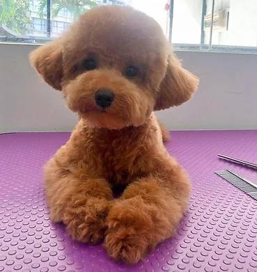 Groomed poodle shown by Barkber Shop