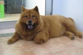 Dog photographed at Dog Haven