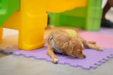 My Pet Store, Groomer in Eng Kong Terrace