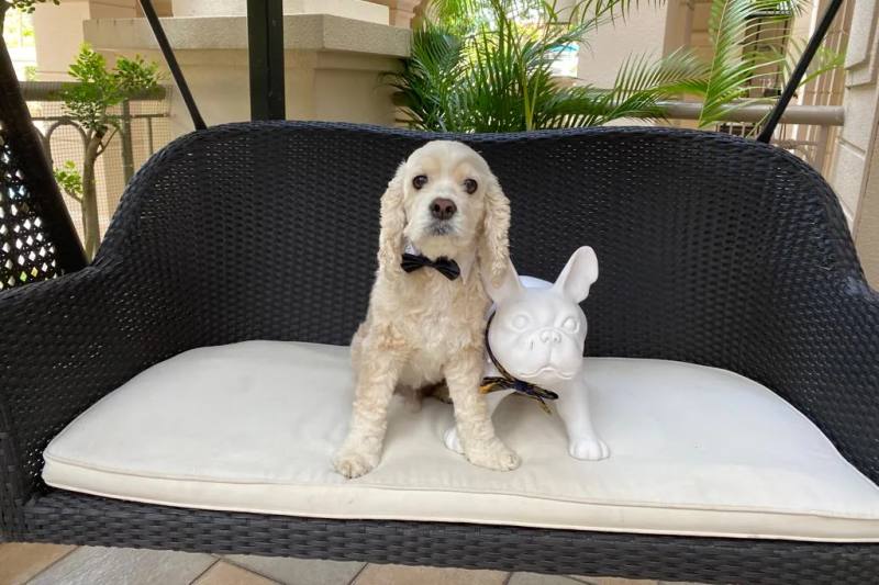 Paw Favor (home dog daycare) operator photograph
