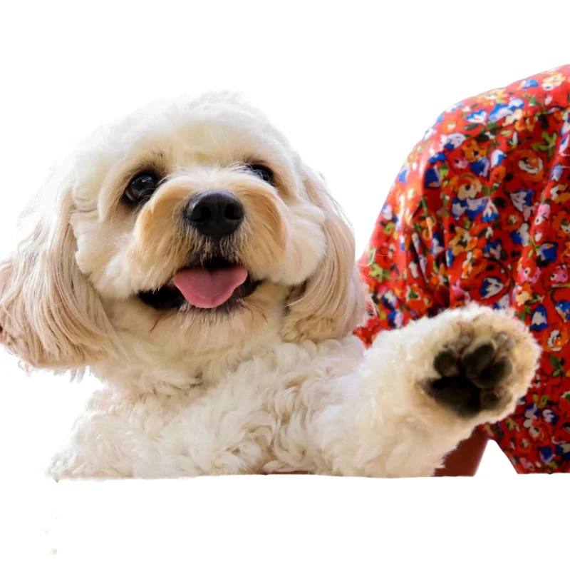 Dog pictured on Pawsh Club’s operator website