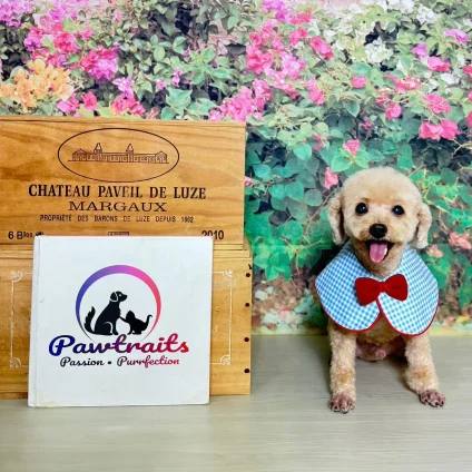Dog photographed beside Pawtraits branding