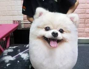 Pet’s Lagoon, Groomer in Choa Chu Kang