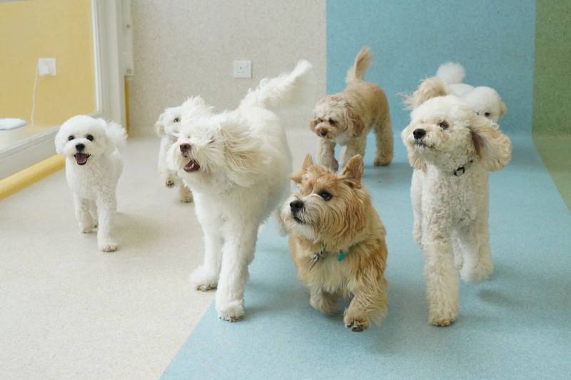 Dogs pictured by Puppy Colours