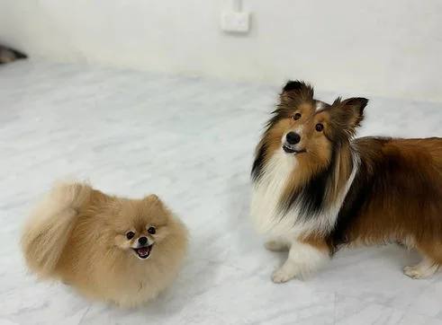 Dogs resting at The Animal Retreat