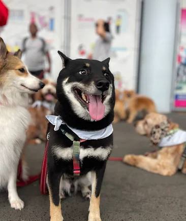 Dog grooming photograph from Urban Paws