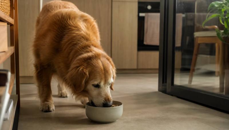 Senior Dog Nutrition in Singapore: What to Feed Now