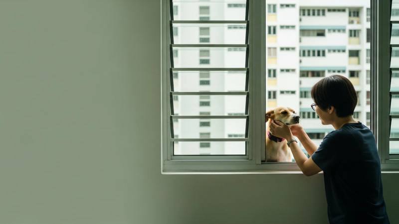 Why Your Dog Is Perfect at Home but a Mess at the Void Deck